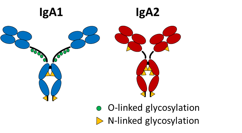 Bild Antikörper IgA1 und IgA2