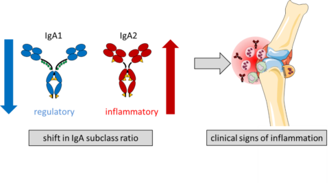 Towards entry "IgA1 versus IgA2 in inflammation"