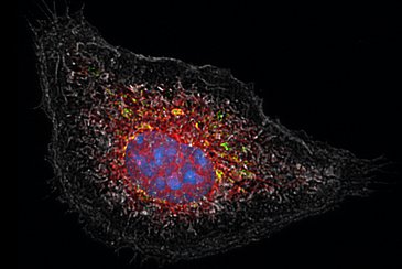 Towards entry "Study in Nature unlocks how cortisone inhibits inflammation"